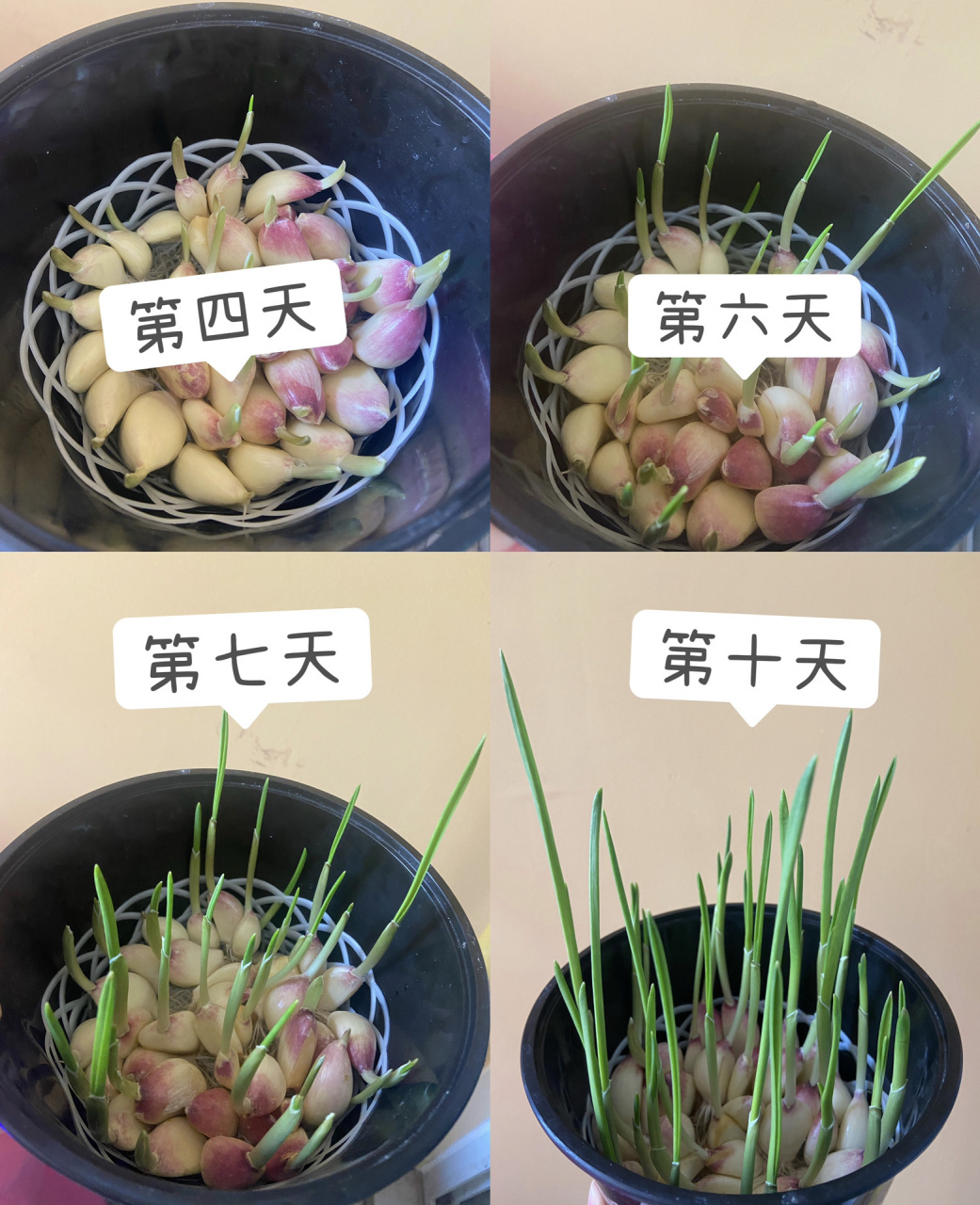 蒜苗生长记录|水培大蒜 把大蒜剥掉外皮,放入一个容器里,在容器里加入