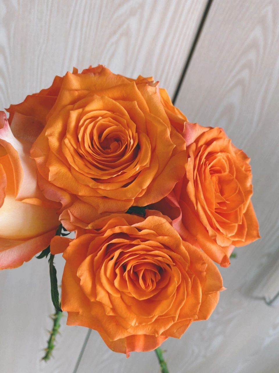 【国王日】玫瑰 "如果词不达意,那就把话放进花里" 	 国王日,喝汽水?