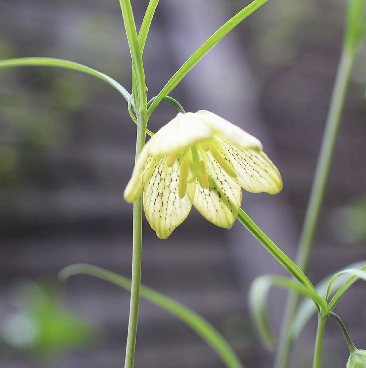 植物大赏|浙贝母 浙贝母是一种原产于浙江的本土贝母,在以前常作为中