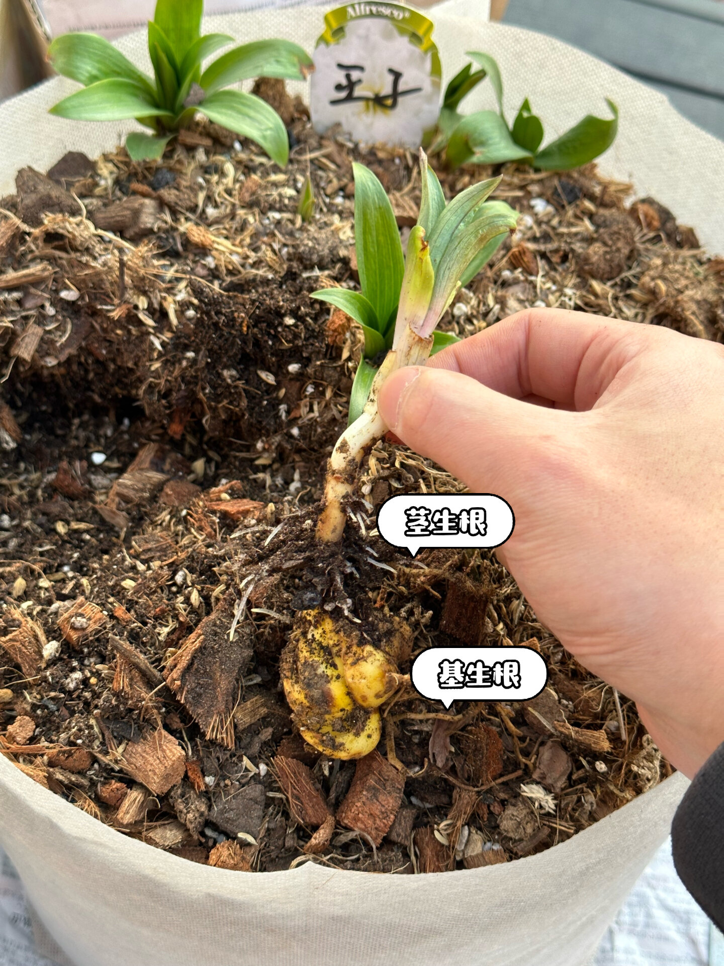 百合花鳞茎科普-基根,茎根的作用与养护要点 16615基生根:长在