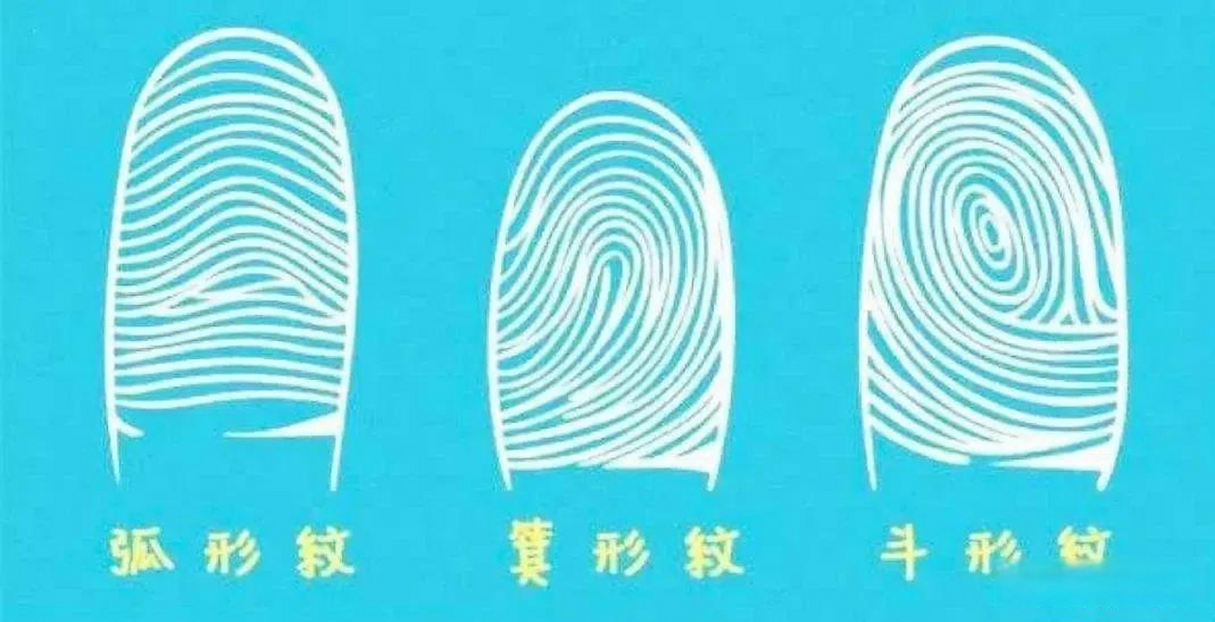 伸出手指瞧瞧指纹,对照一下:我说我怎么每天都这么干活不累,原来长了