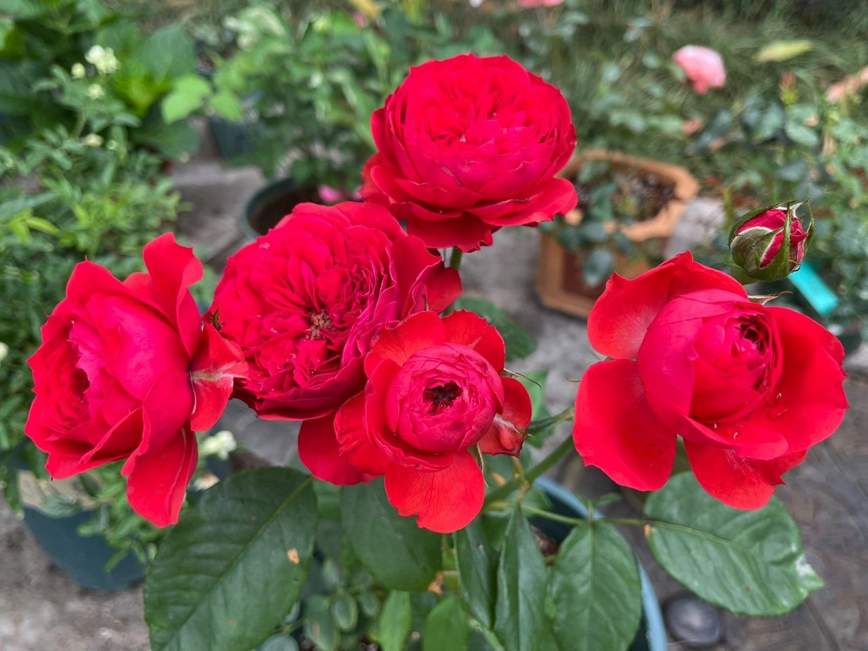 盘点花园里的红色系月季(一) 1,大地主 2,伊蕾沙斯特 3,玫瑰国度的