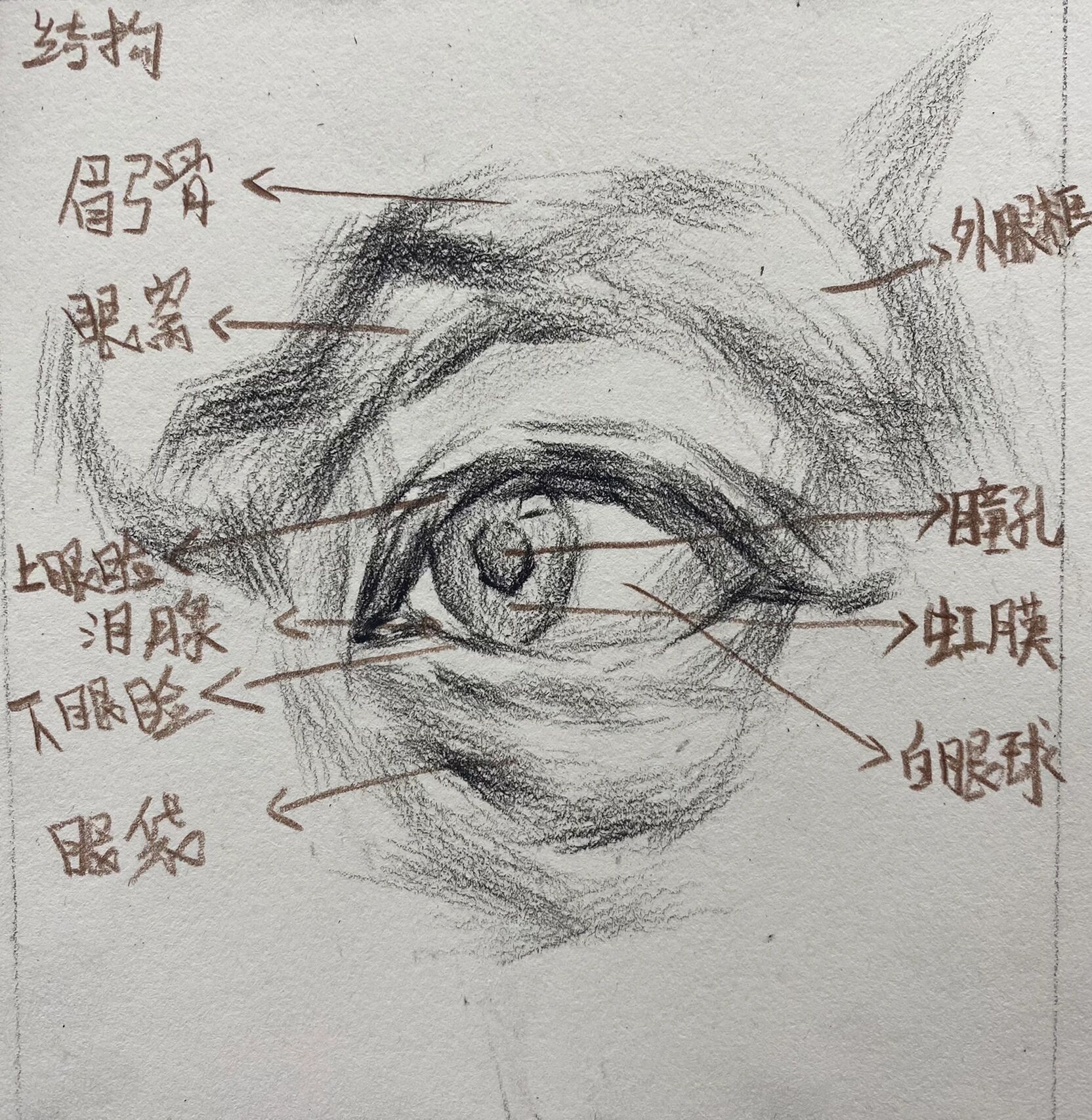 眼轮匝肌图片素描图片