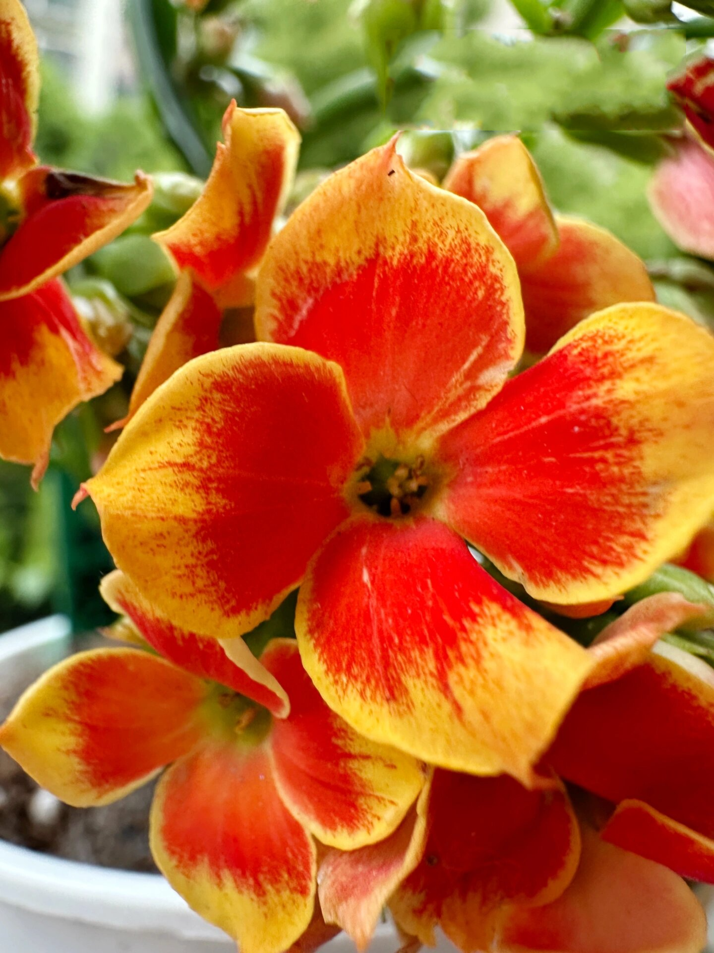 长寿花 单瓣 罗比橙& 重瓣 暖橙