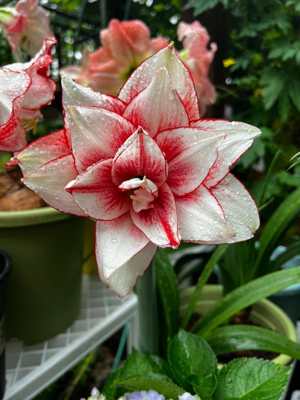 精灵朱顶红 我真的觉得精灵开品和鬼魅很像 只有我一个人这样觉得吗 !