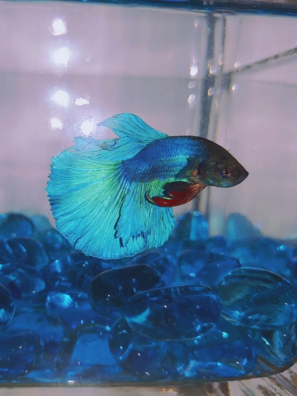 泰国斗鱼是非常适合新手养的一种热带观赏鱼,颜值高,耐活易养,特别是