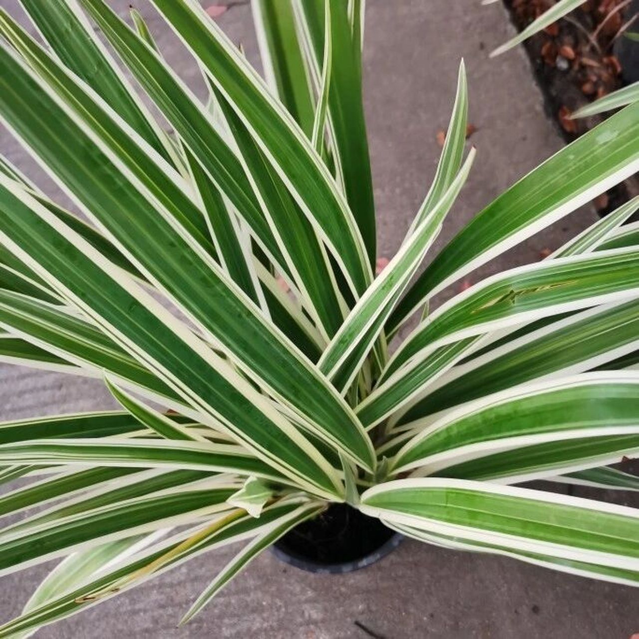 多年生草本,植株基部围有叶鞘残留的纤维.
