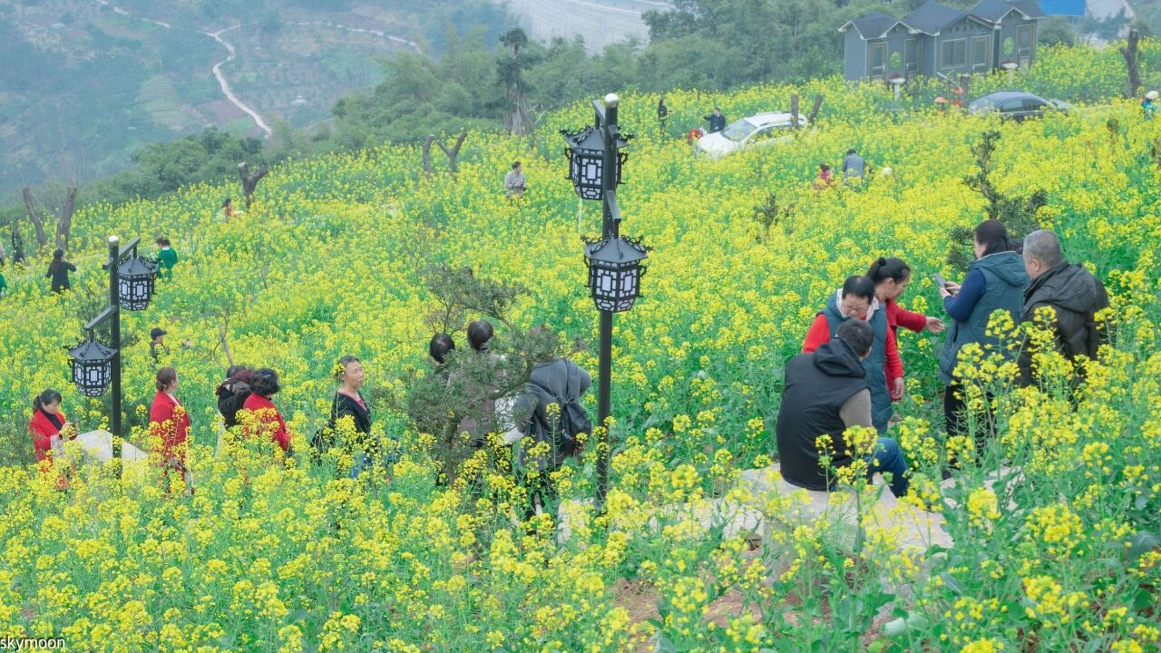 石盘村油菜花图片