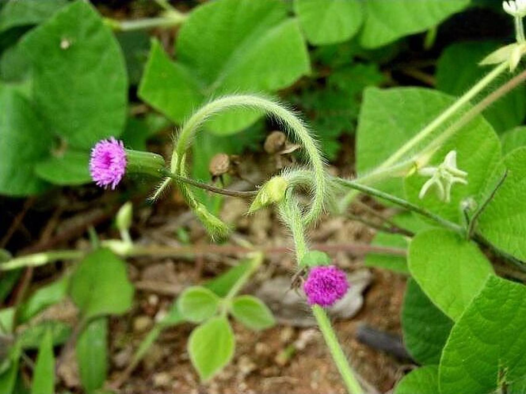 每天懂一味中药～羊蹄草91 羊蹄草的作用: 羊蹄草有很好的清热作用