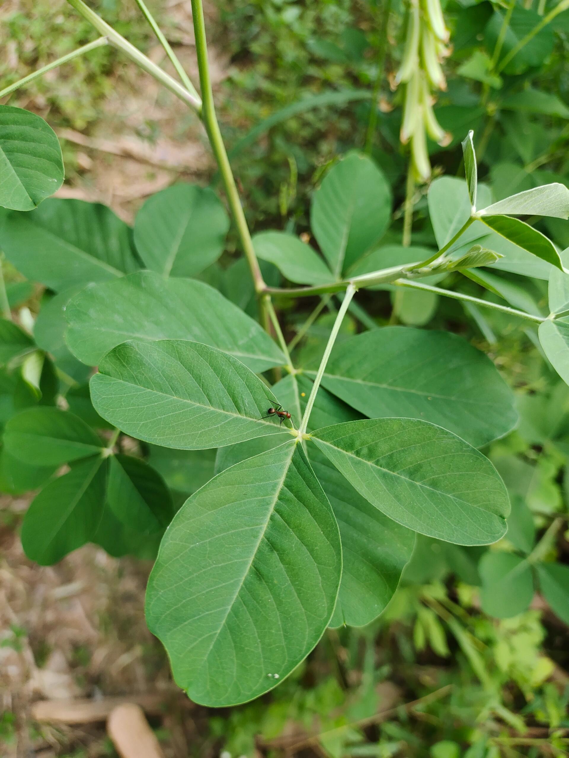 [115]每天认识一种植物—猪屎豆 🌿别名:白猪屎豆,野苦豆,大眼兰,野