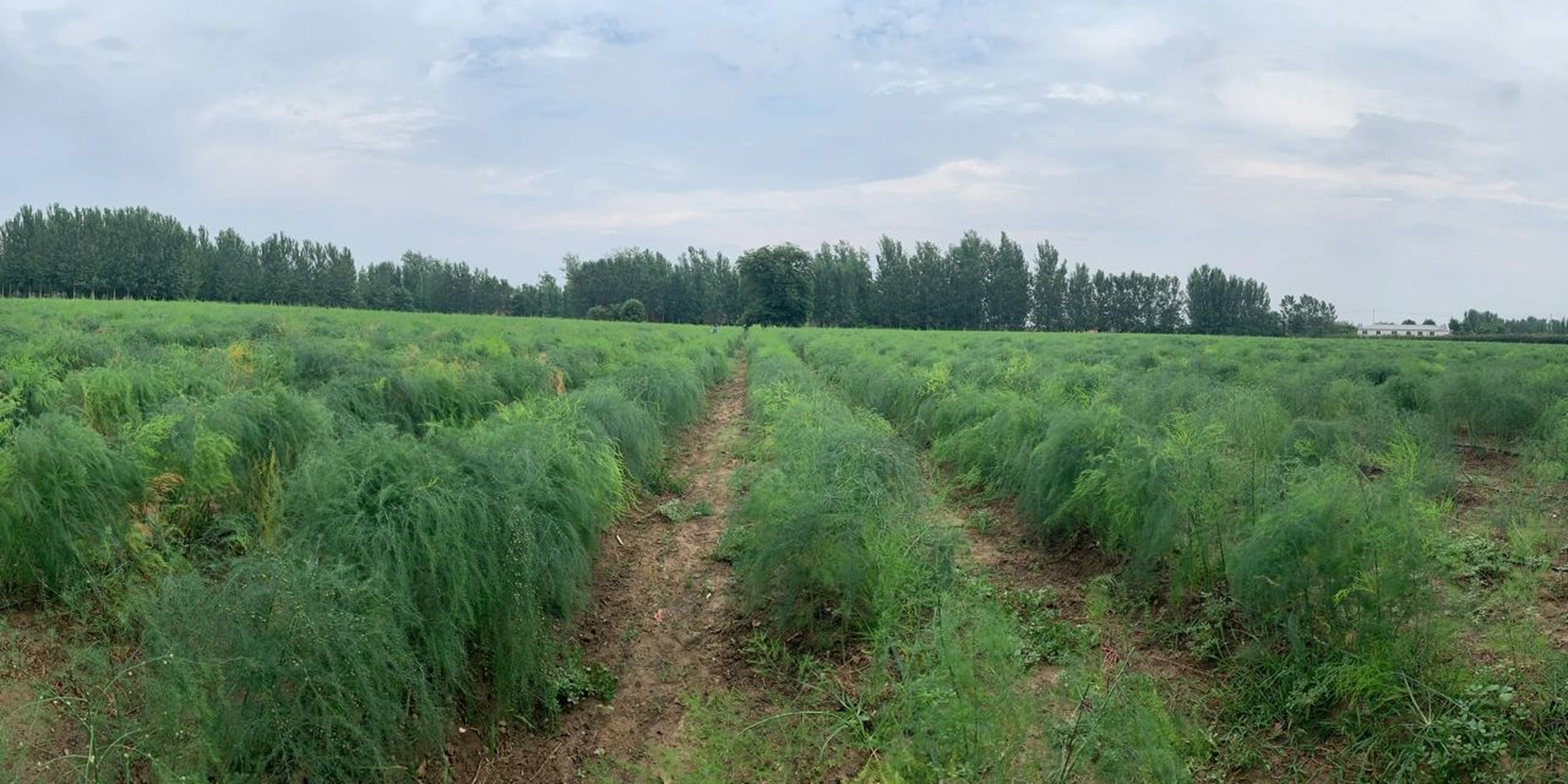 芦笋基地照片图片