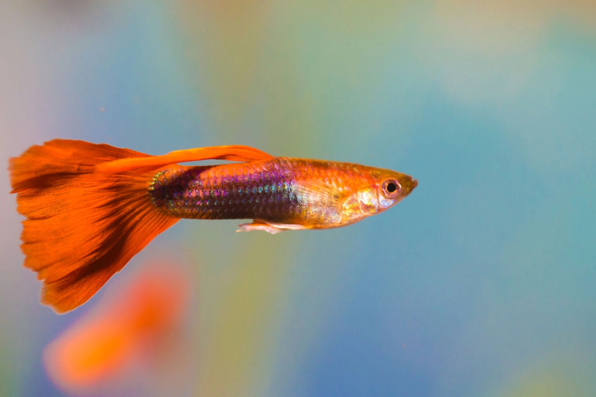 每天认识一种热带鱼-孔雀鱼 孔雀鱼 养殖难度:简单 别名:凤尾鱼 外形