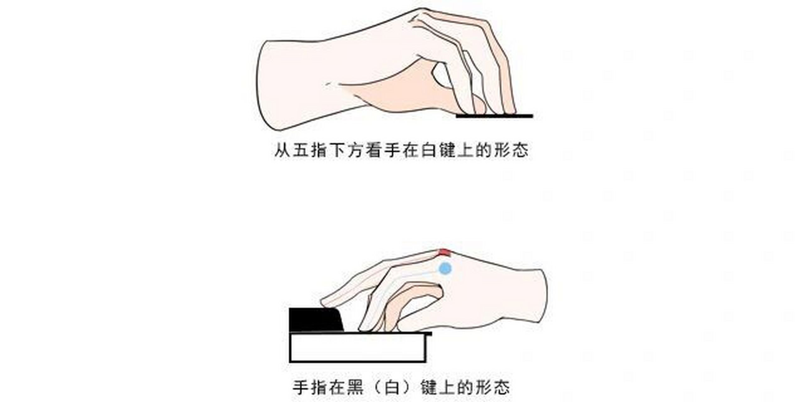 钢琴入门指法教程(收藏) 将手指正确的摆放在钢琴上面,五指分开手指