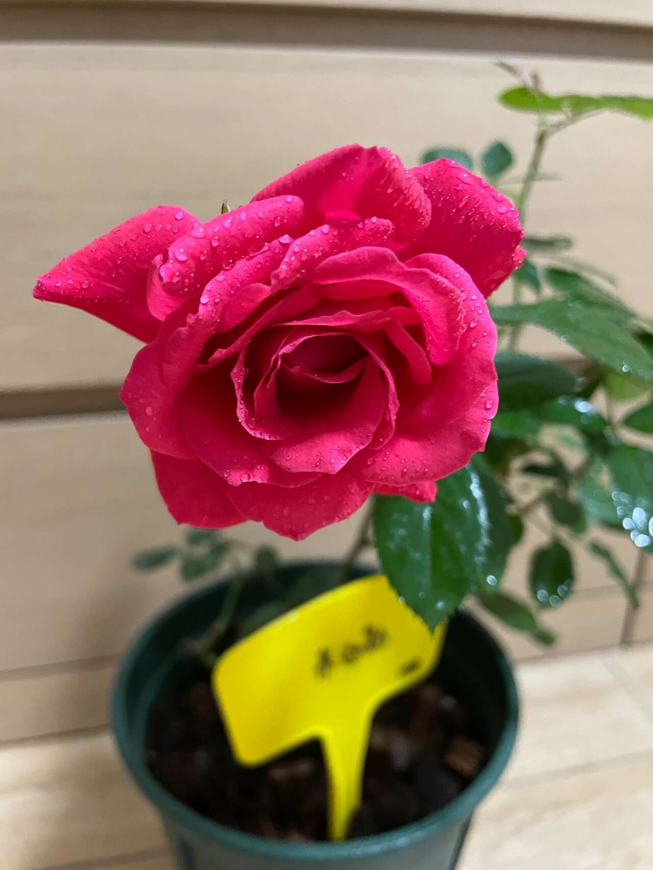 最艳俗的天使月季——天使长米迦勒 夏花深玫粉色,淡淡淡淡的香,花径