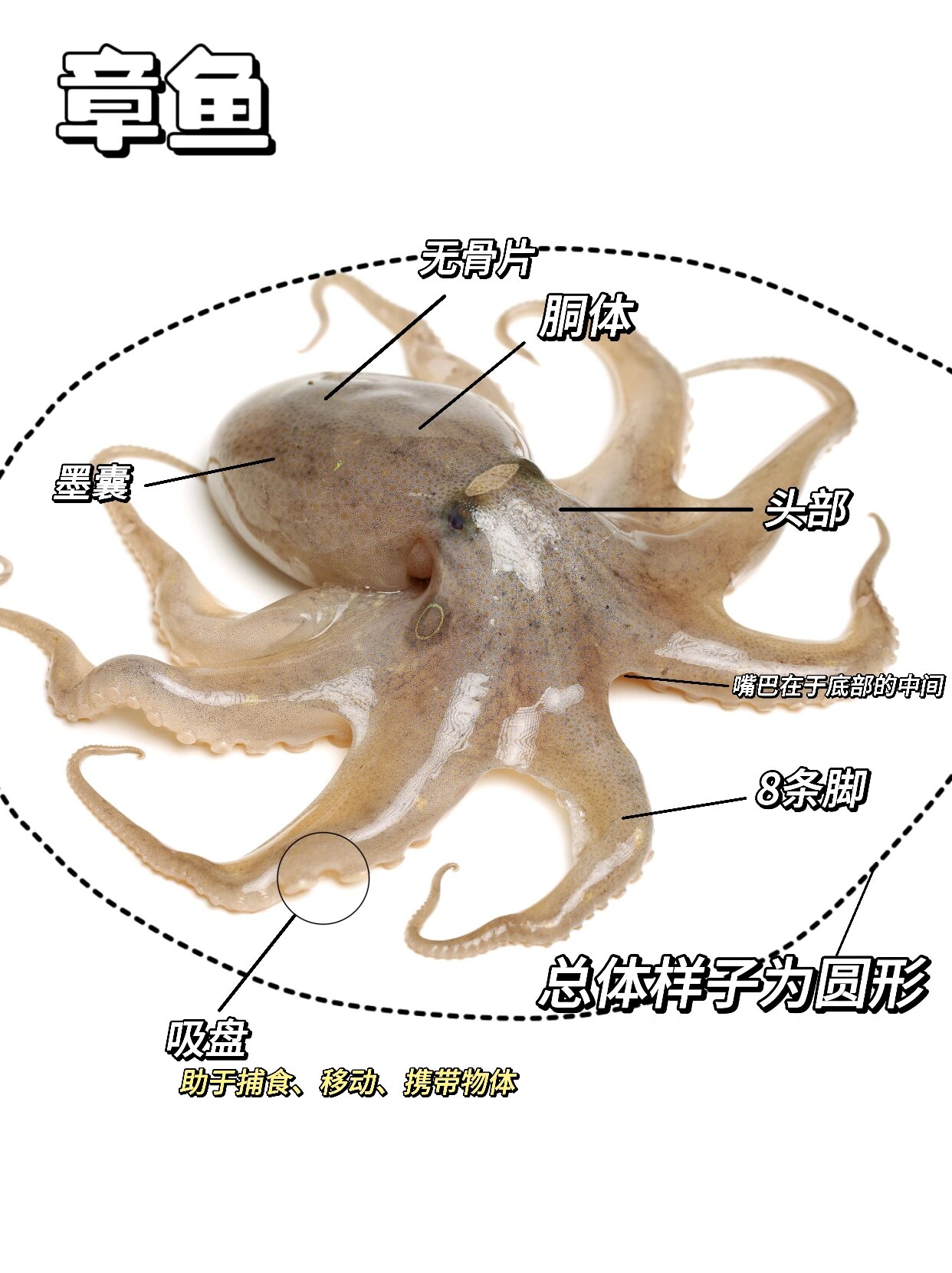 章鱼墨鱼鱿鱼