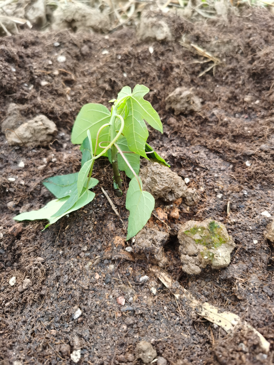 木瓜苗～安排!👌👨🏽‍🌾 "一年之计在于春"要茁壮成长🌱