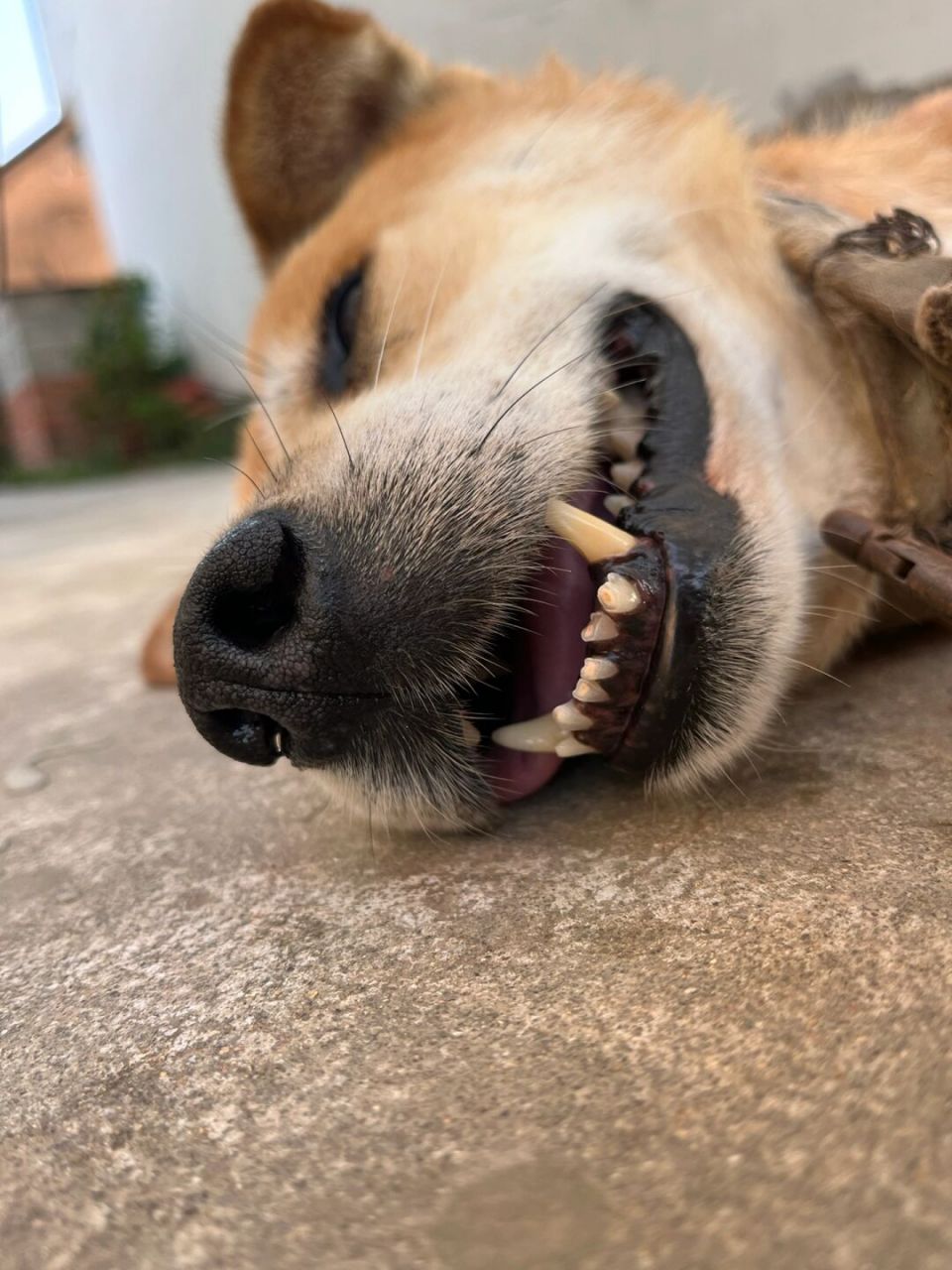 老东西,你最没用啦 2008-2023,牙都磨断了…… #中华田园犬