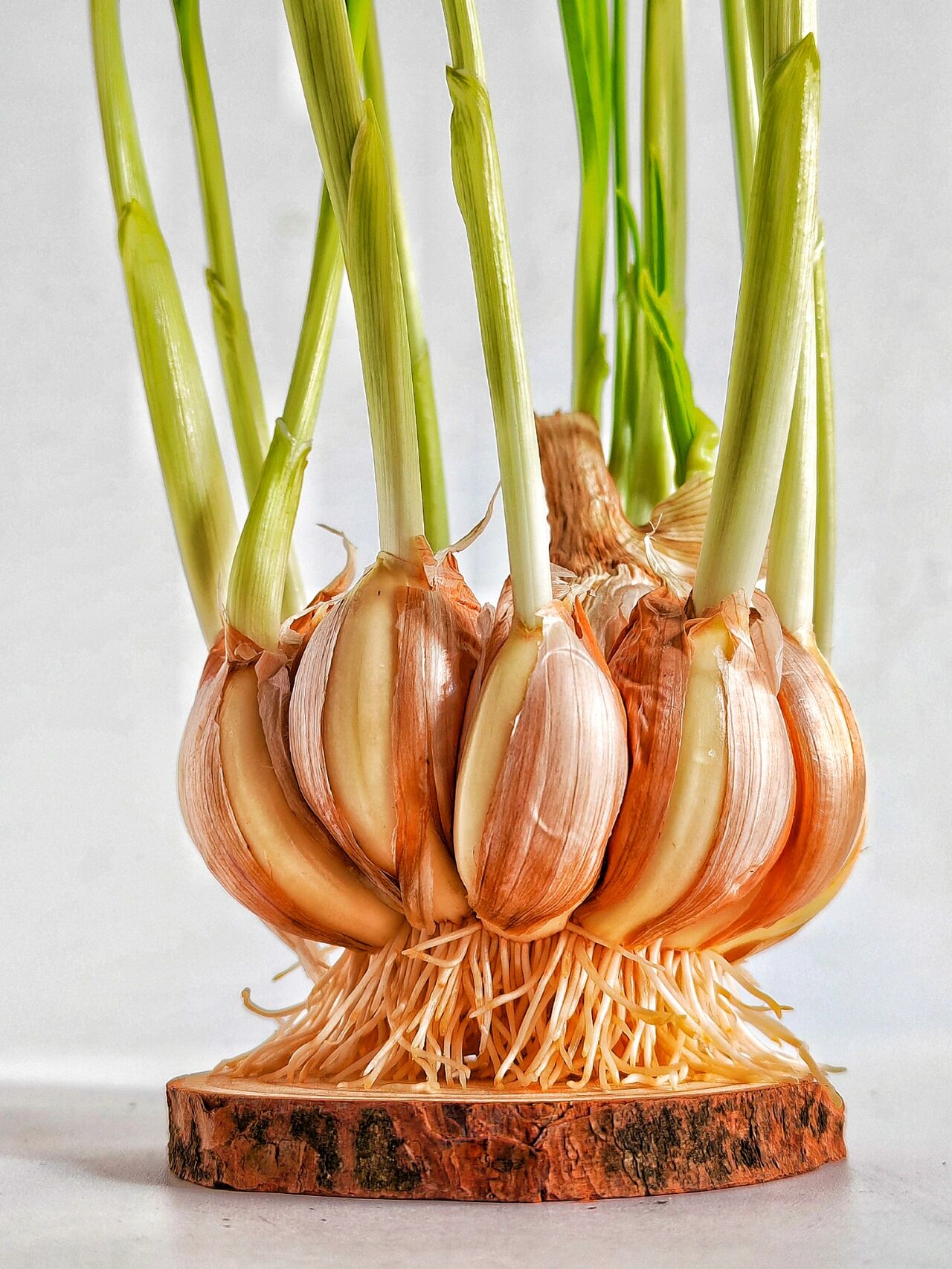 绘画素材 | 婀娜多姿的蒜苗