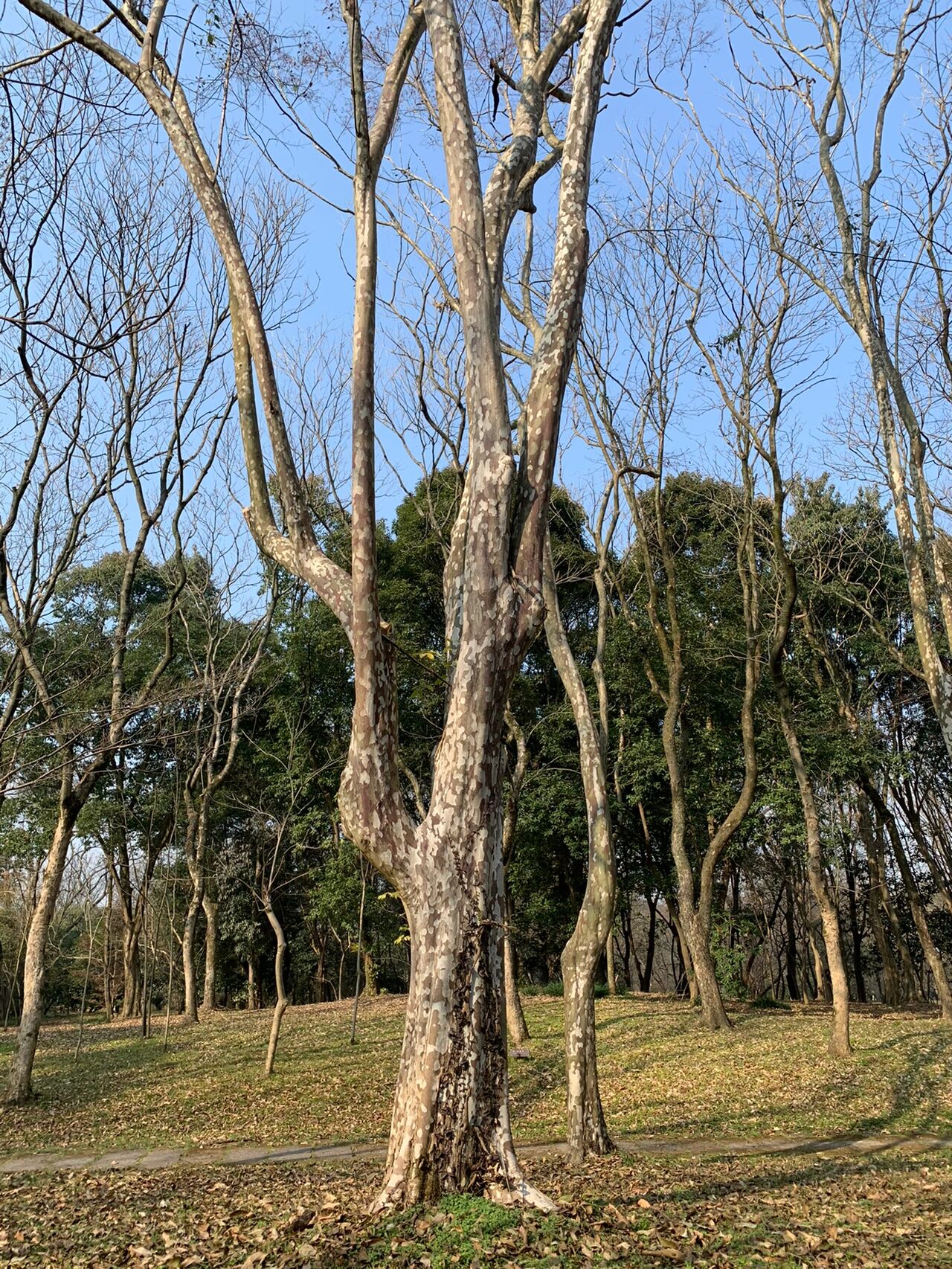 光皮梾木果油图片