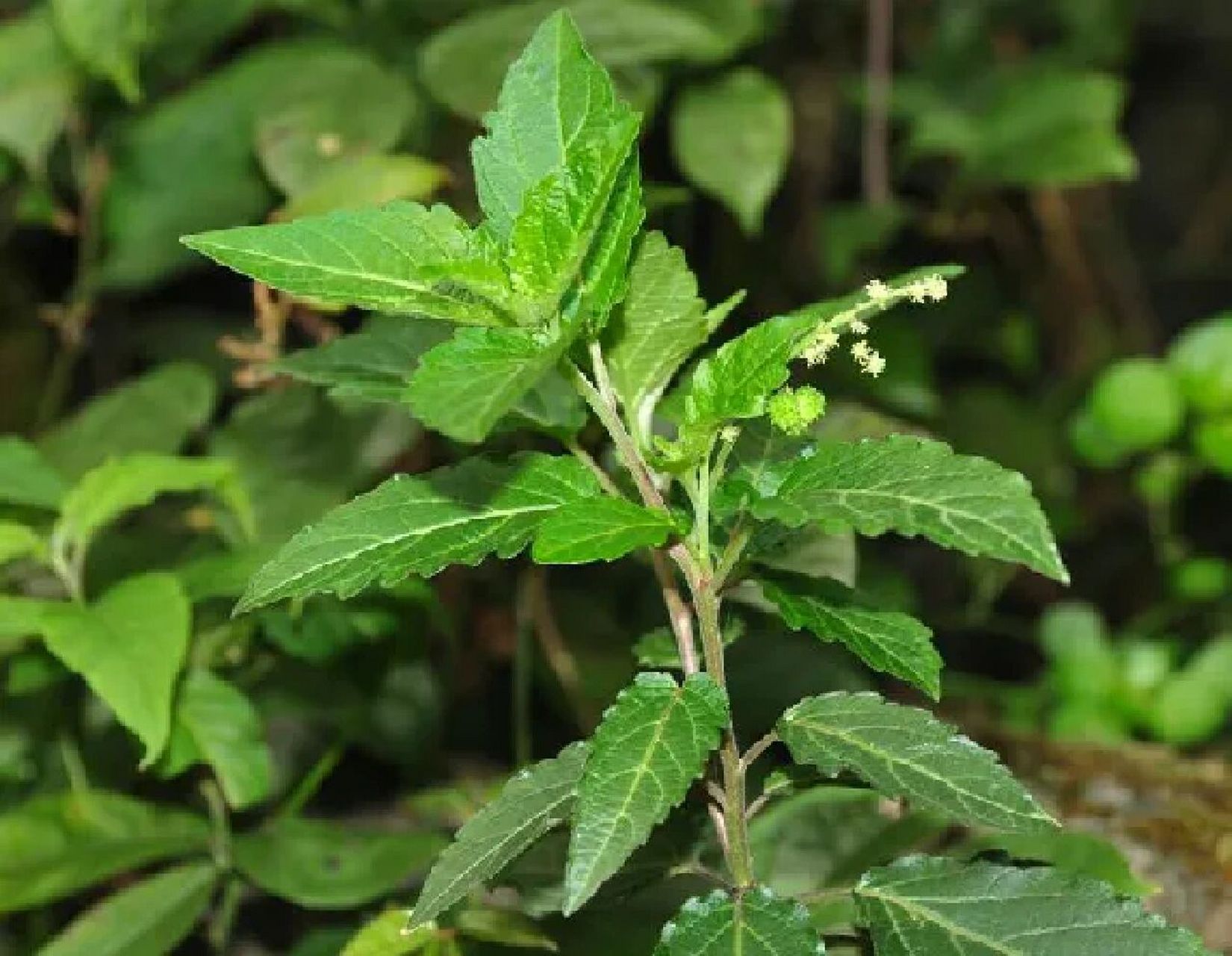 通骨风草药图片大全图片