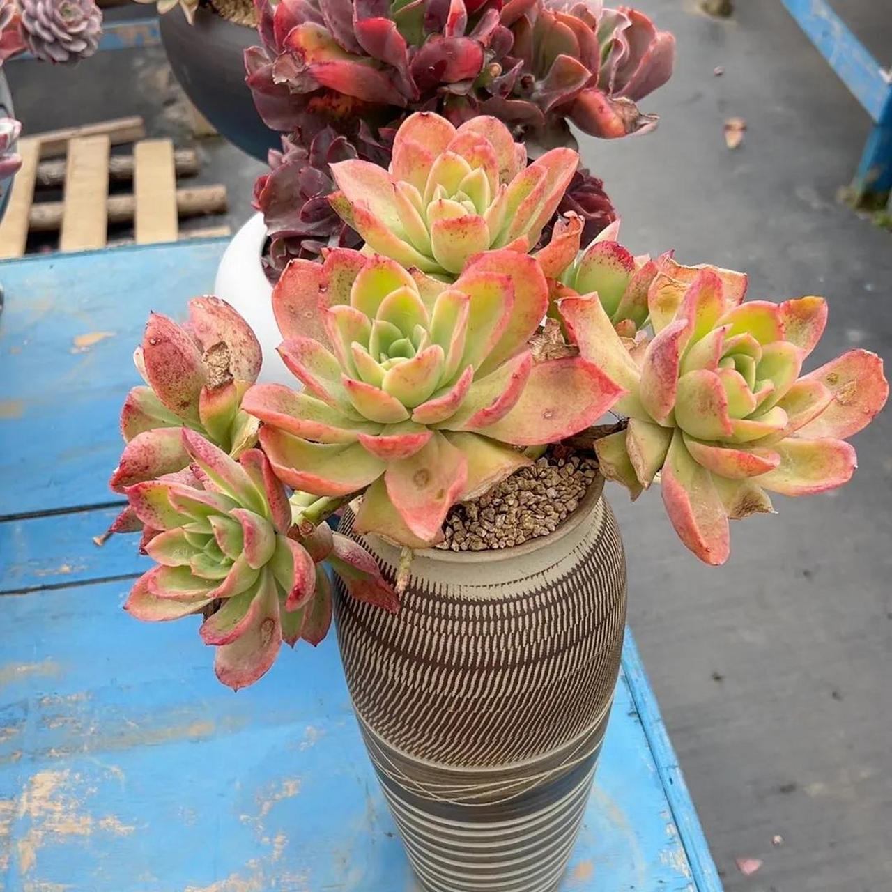 每日多肉分享 柠檬卷 金辉 少女之梦