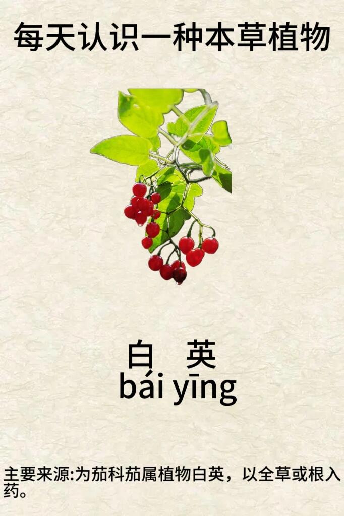 每天认识一种本草植物【白英】