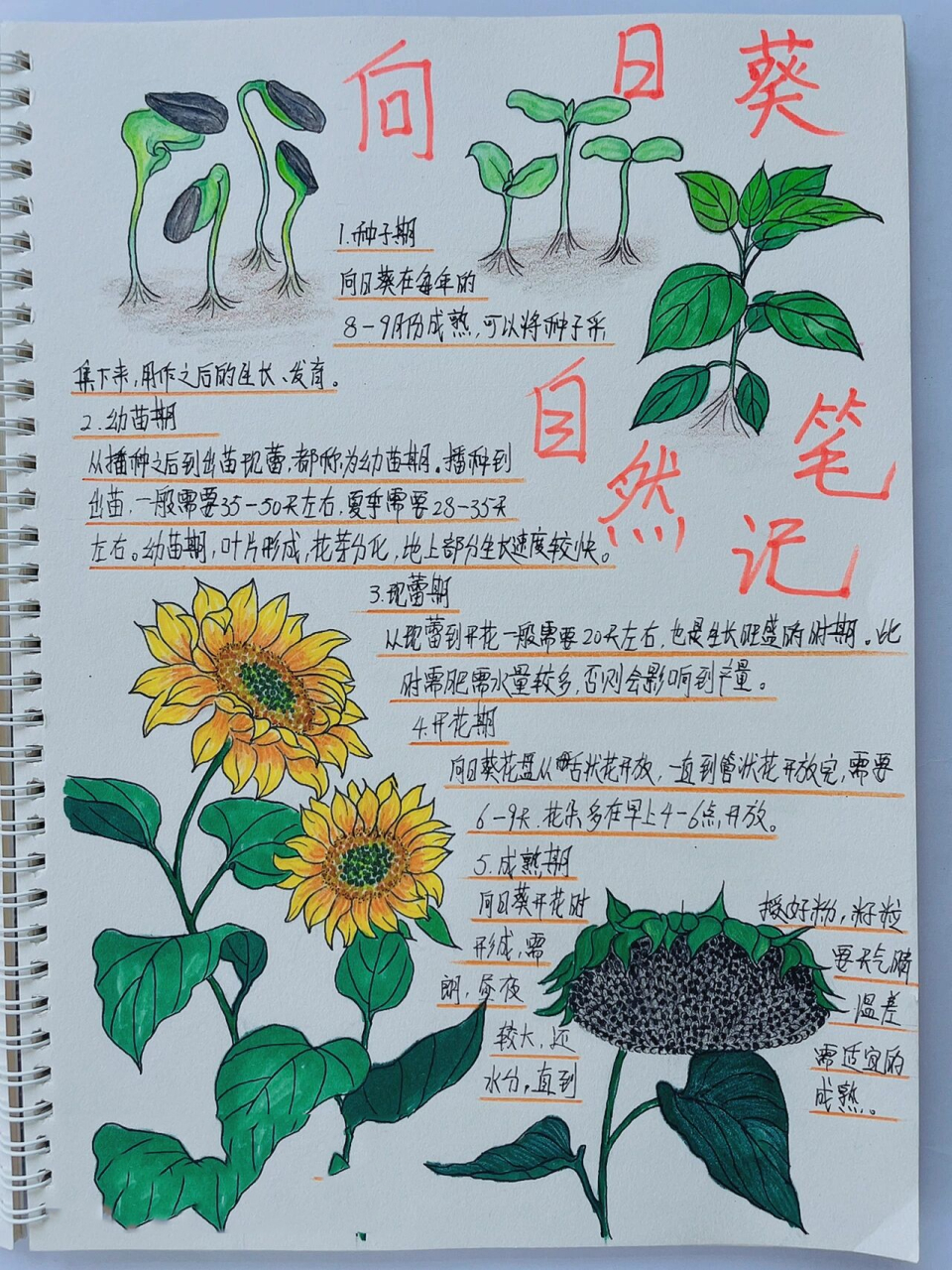向日葵植物记录卡其它图片