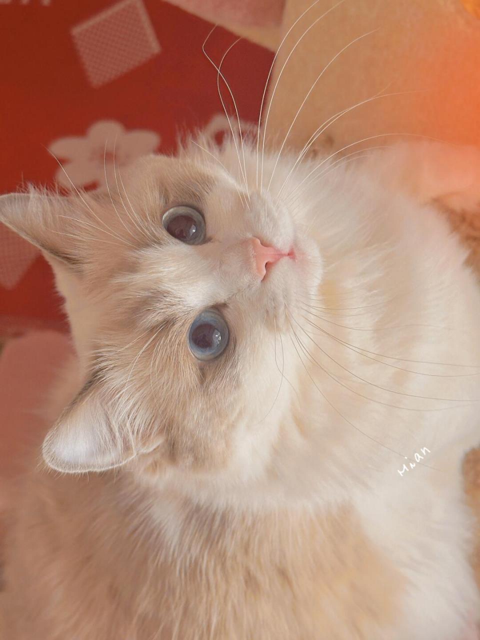 今天是92橙色小绵宝～#我的治愈系猫咪# #萌宠营业照# #布偶猫仙女