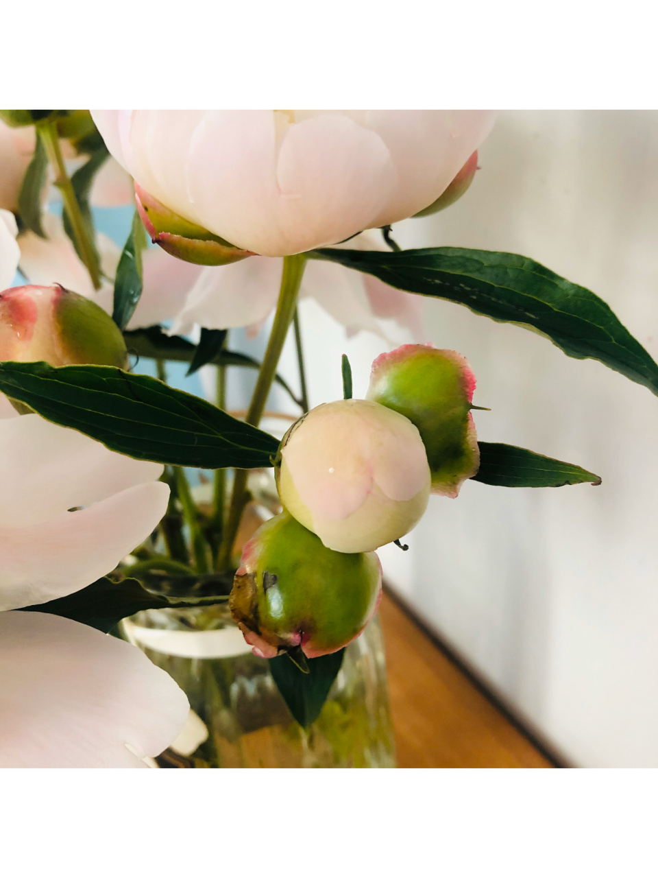 史上最详细啰嗦的铁蛋开花重瓣芍药养护教程 盒马做活动花19元买了10