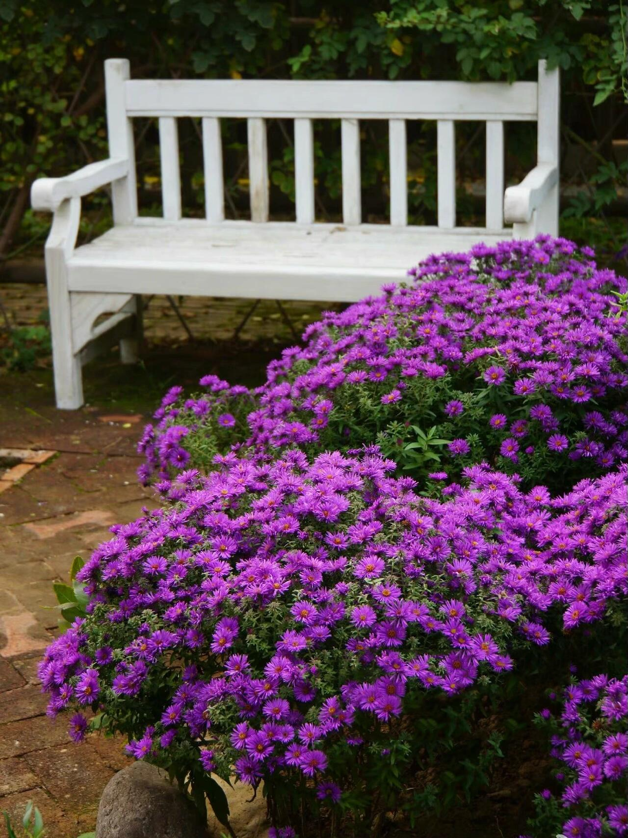 秋日花园植物推荐