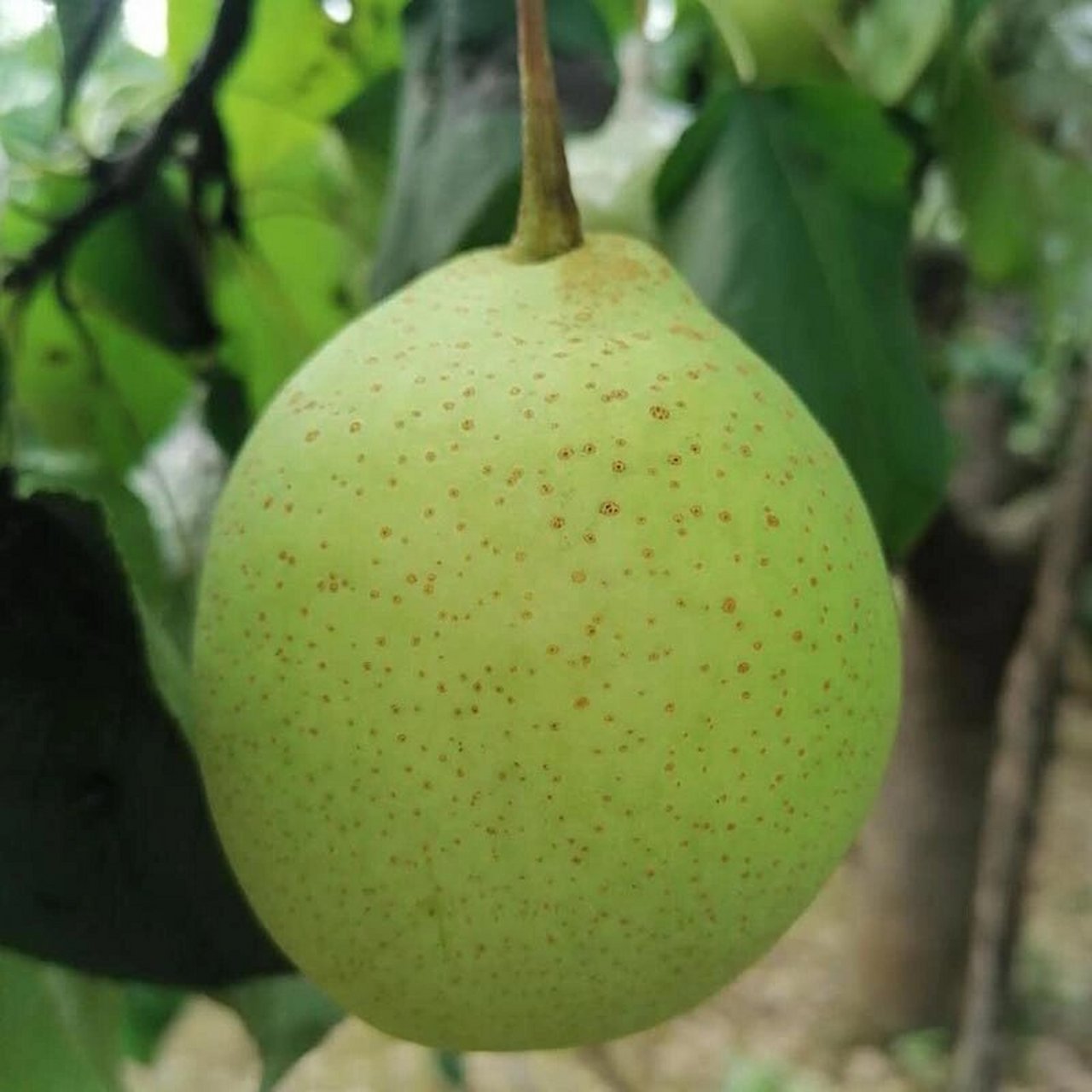 河北鸭梨,皮薄,肉厚核小,香甜多汁 这个是家乡特产,秋季佳品,每个都有