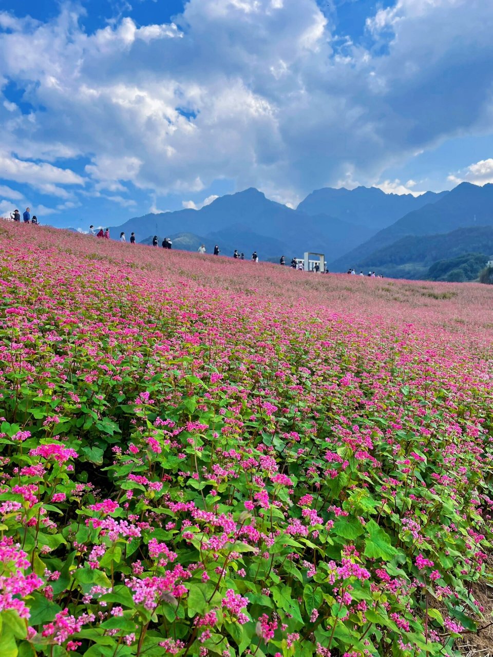 西安骑行|蓝田荞麦花海 西安秋日限定,荞麦花二次盛开了 是不是以为车