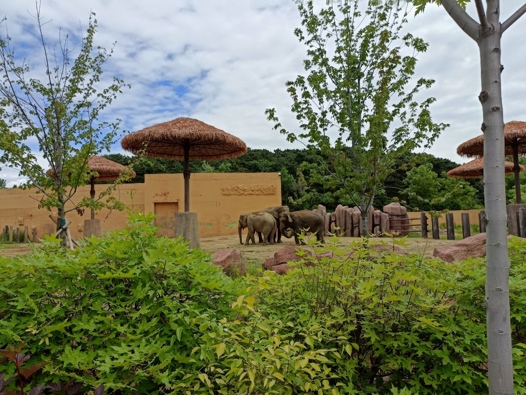 棋盘山内的沈阳森林动物园见到了四只大熊猫 原来熊猫以前是蚩尤的