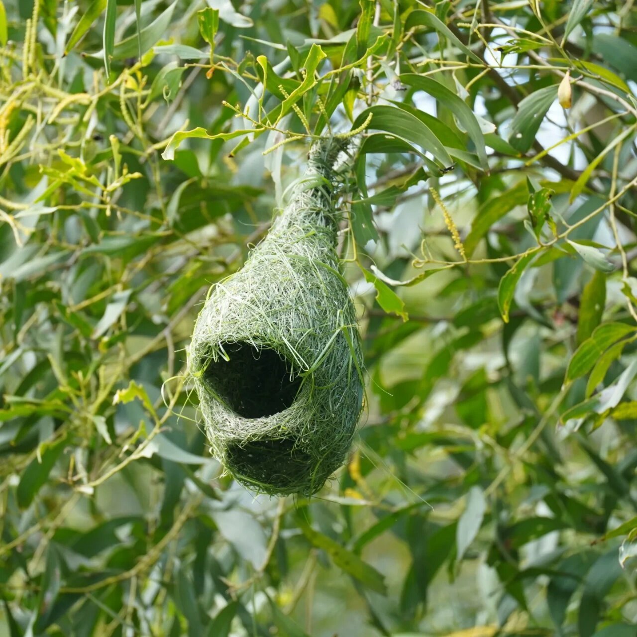 鬼斧神工～黄胸织布鸟的鸟窝 #鸟# #观鸟# #鸟类摄影