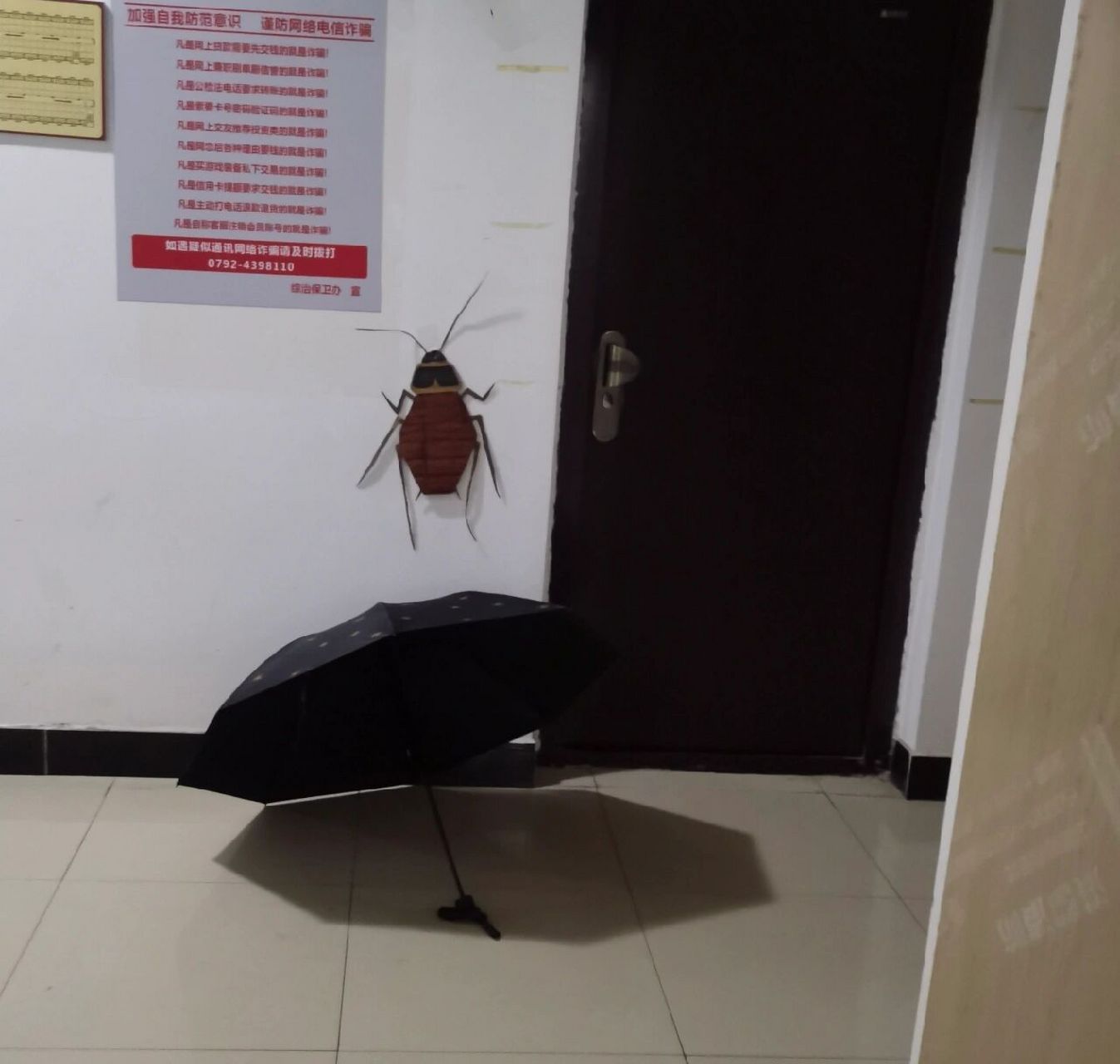 突然出现的大蟑螂 寝室上楼梯一个拐弯,突然出现了一只巨大蟑螂.