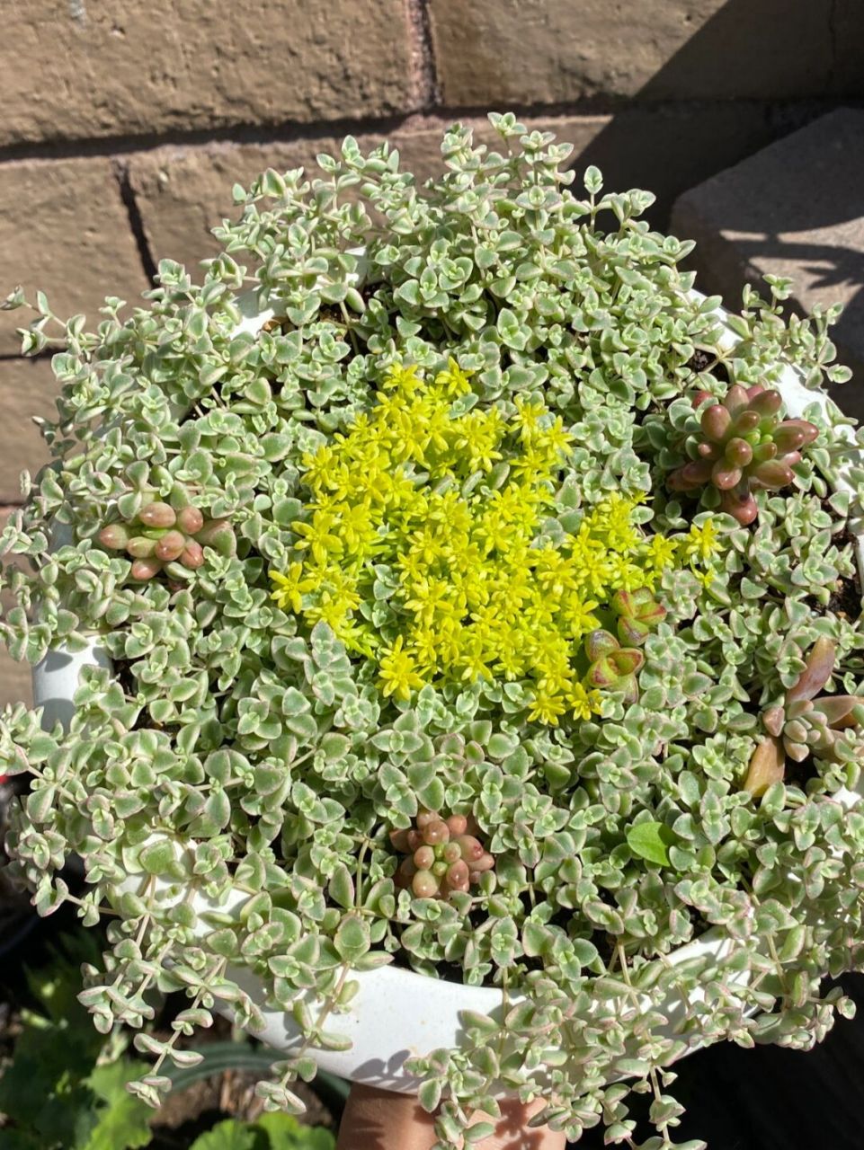 最好的护盆草(黄金万年草) 黄金万年草又叫黄金草,属于多肉植物的一种