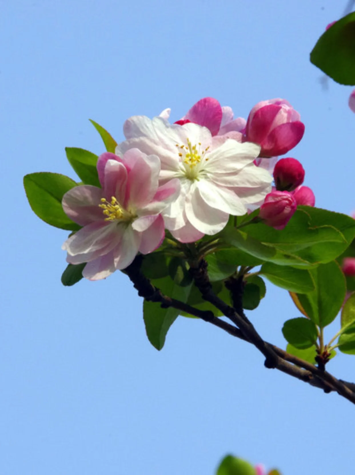 你知道海棠花的花语吗