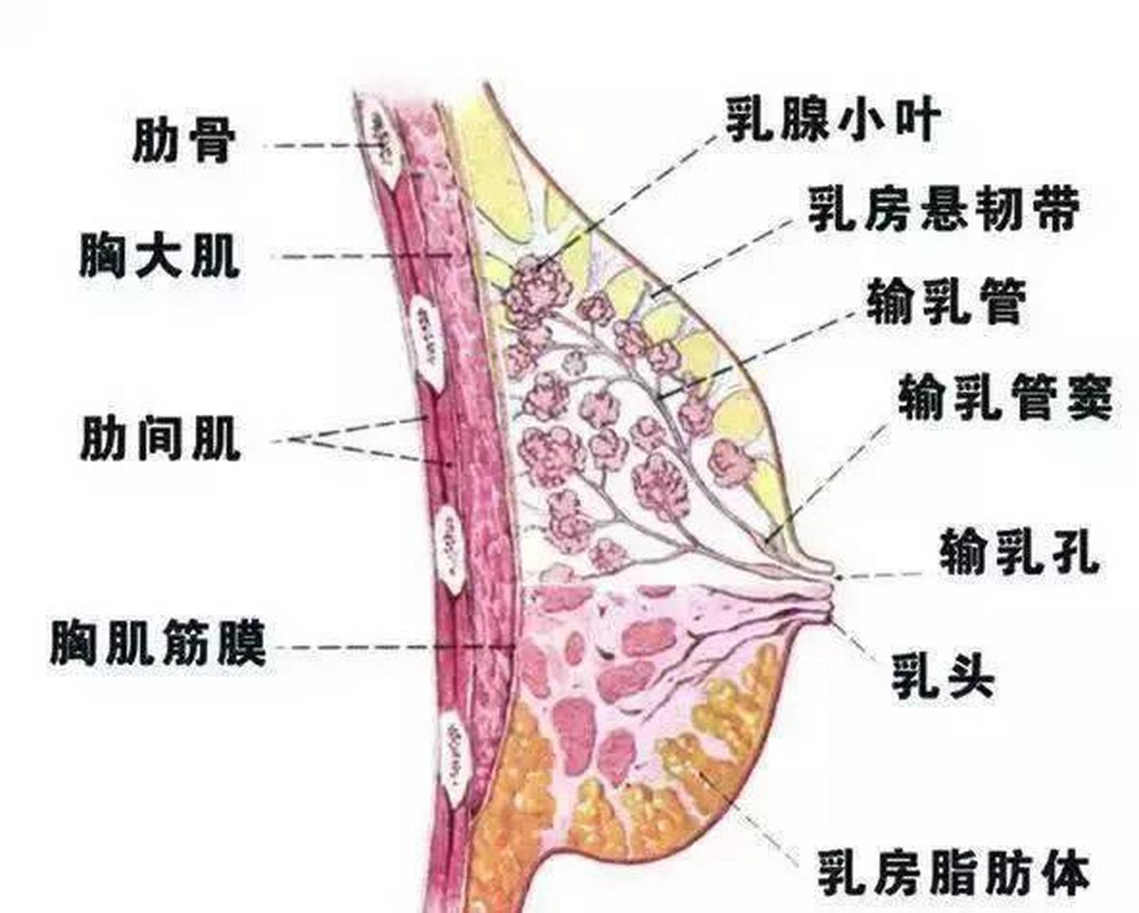 乳房外部结构图片