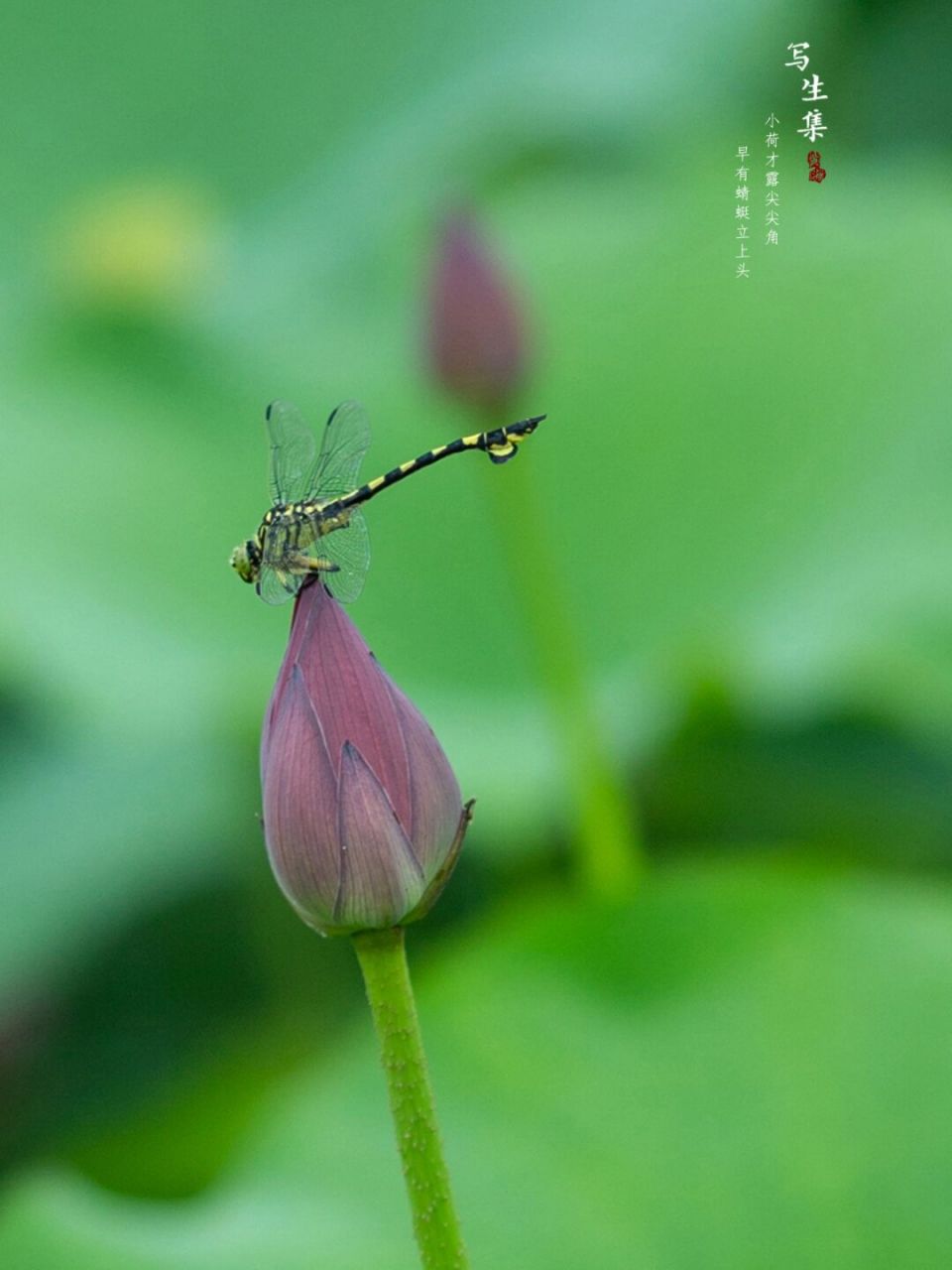 杜松蜻蜓 小荷才露尖尖角, 早有蜻蜓立上头. ———— #荷花# #蜻蜓