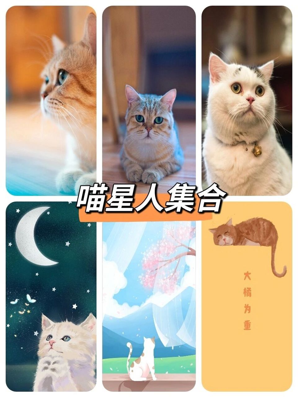 猫猫联盟图片