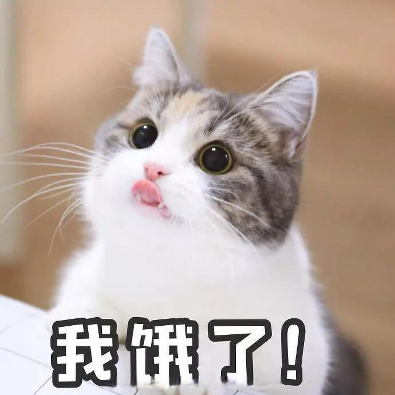 周末早上被饿醒,果然诚实可靠幽默风趣温柔善良正义可