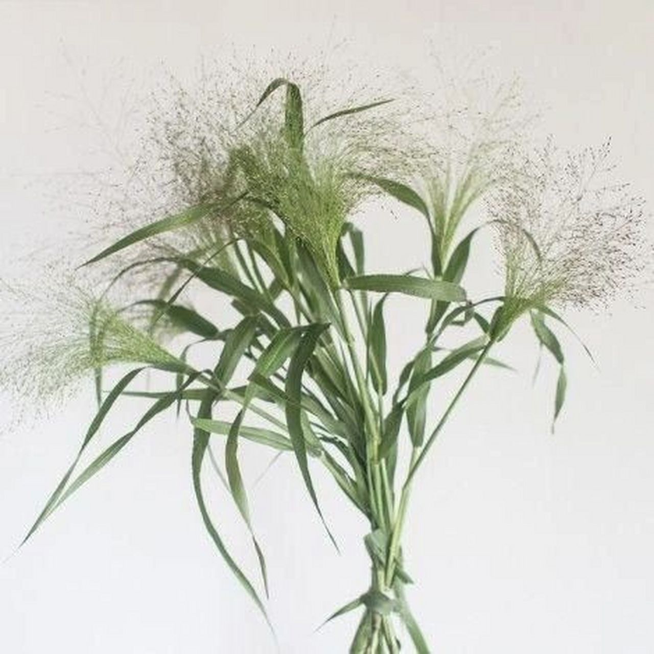 花材日记(91)——喷泉草 花语:时光磨砺后的爱,爱如呼吸长相伴,爱如