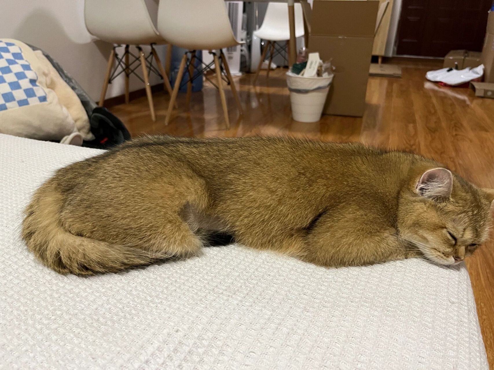 猫咪这个姿势趴着睡觉是正常的么?