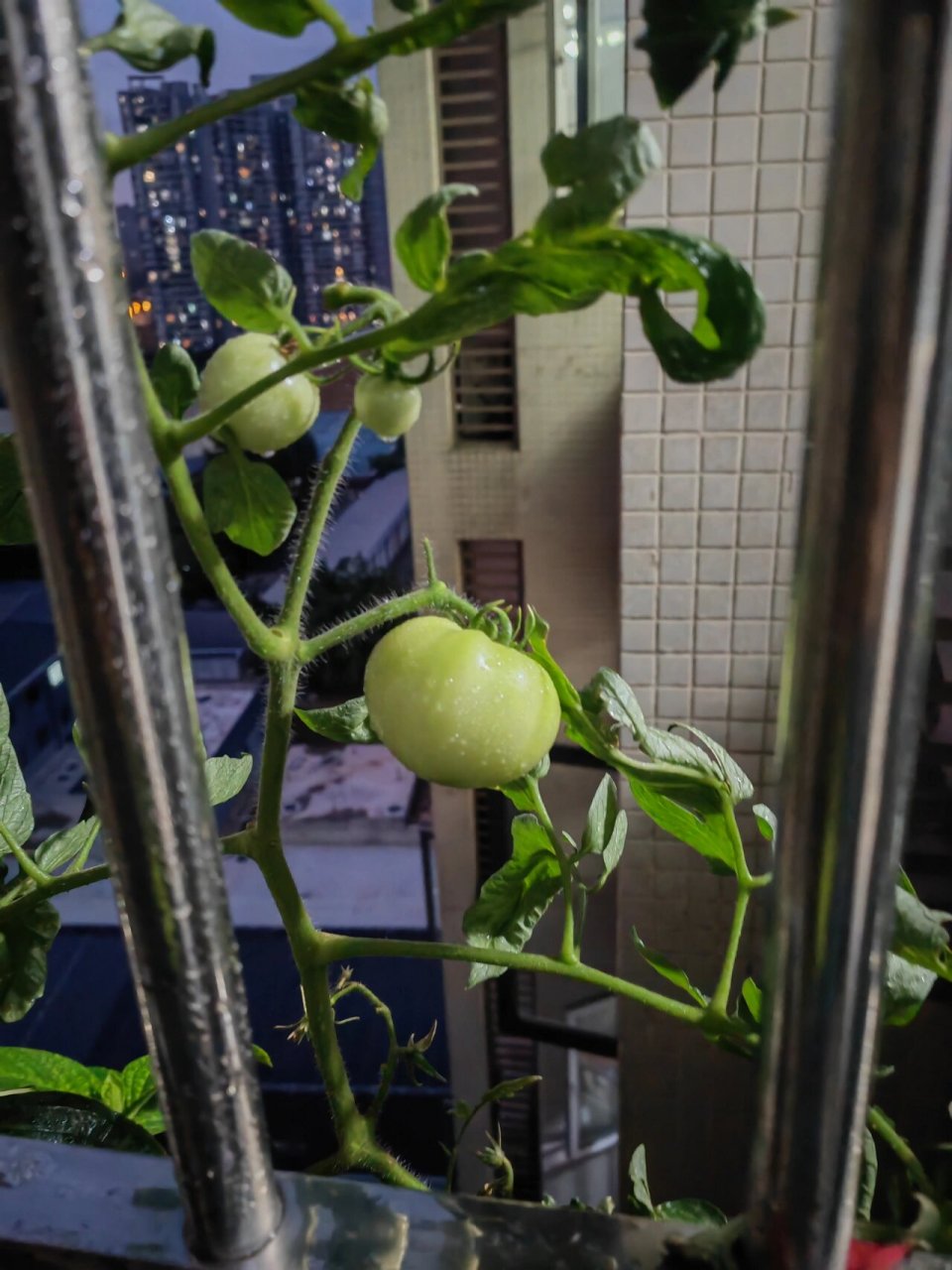 番茄长红蜘蛛了 我实在是太粗心了,居然没发现红蜘蛛.