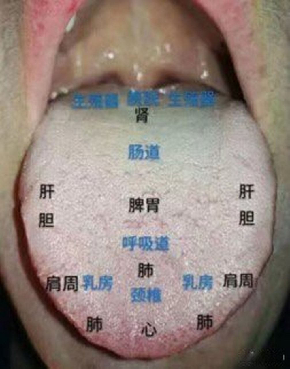 舌头图解各部位名称图片