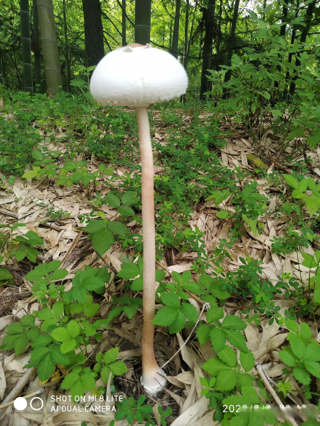 这运气不是盖的,发现许多伞一样的白色蘑菇,赶快采回家,一个就可以炒