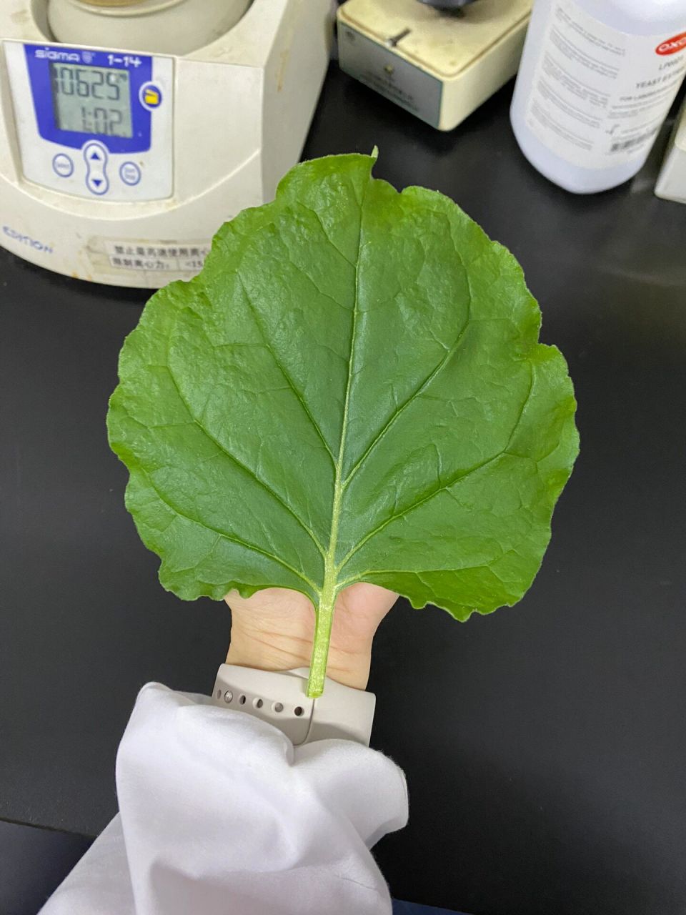 这么大的烟草叶片 手上一股味