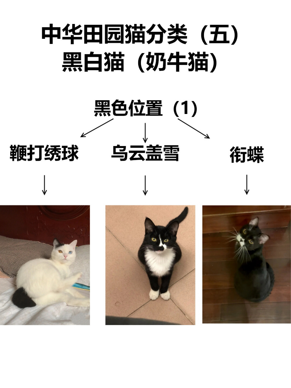 中华田园猫系列(五)黑白猫/奶牛猫 呼声很高的奶牛猫来啦!