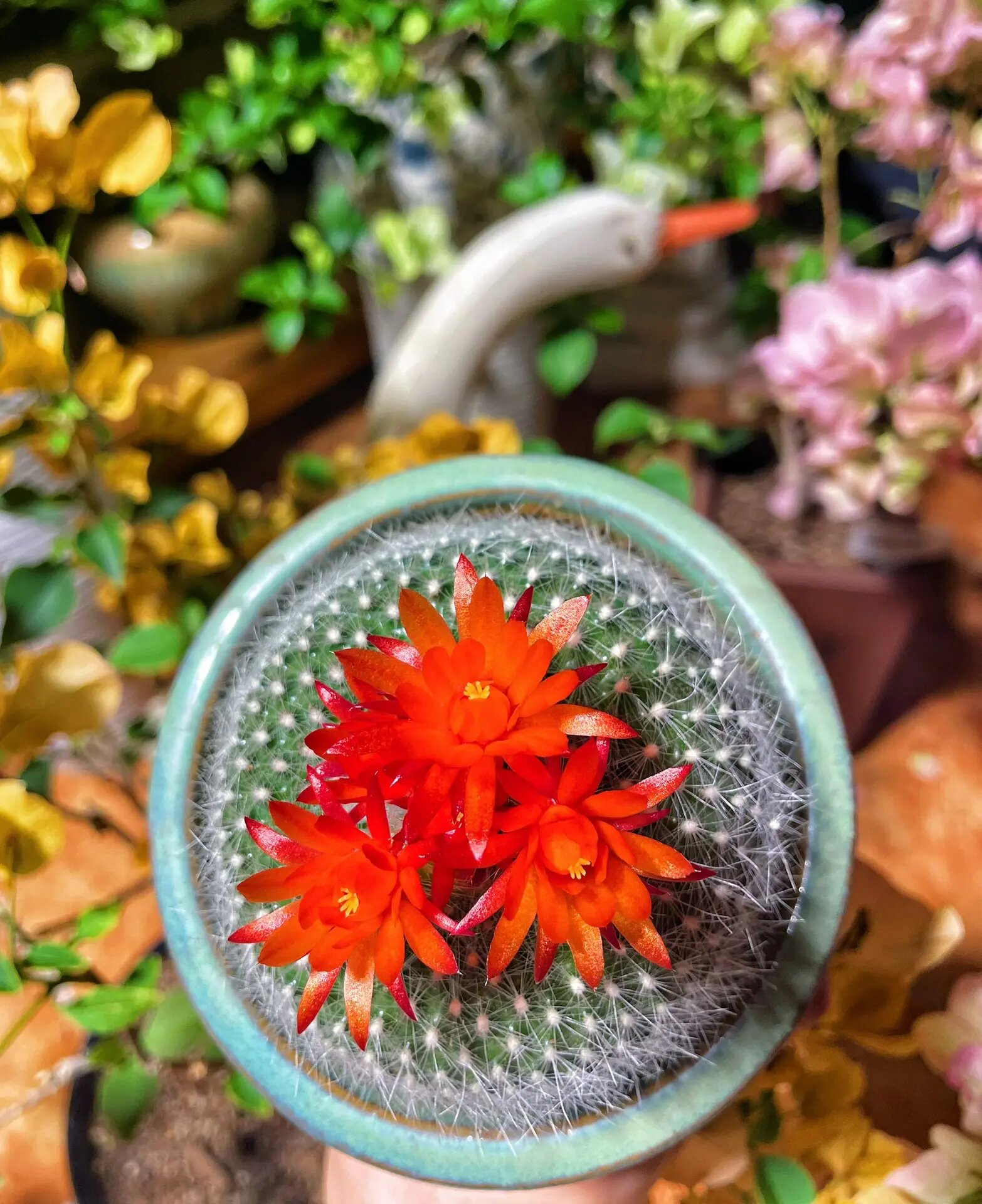 白雪光,它开花了98～ 白雪光开花是这样的?有点点可爱啊～哈哈