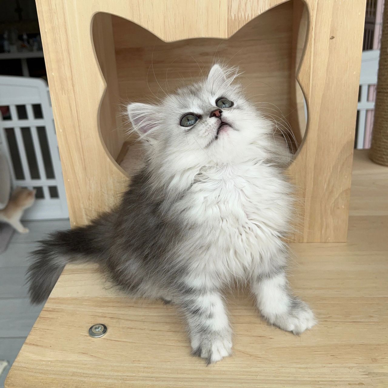 长毛银白高地猫 银白高地妹妹 长毛猫 两个半月的妹妹 甜美脸版 包